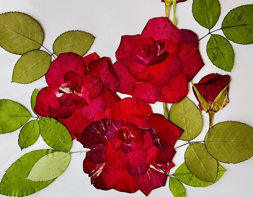 赤薔薇の花束を束ねる作業中の手元